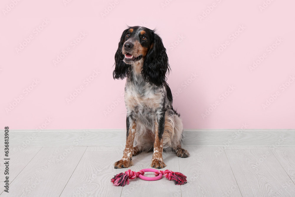 Cute cocker spaniel with toy near pink wall