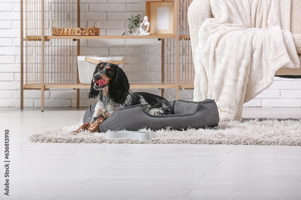 Cute cocker spaniel on pet bed in living room