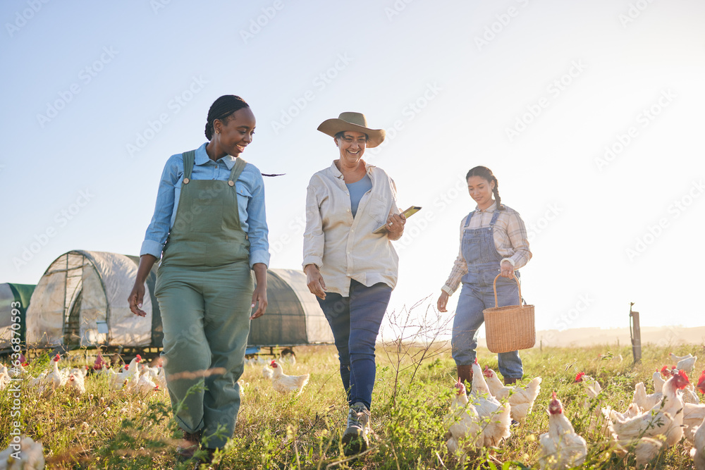 Agriculture, chicken and women for harvest in farm, countryside or nature for protein and eggs. Agro