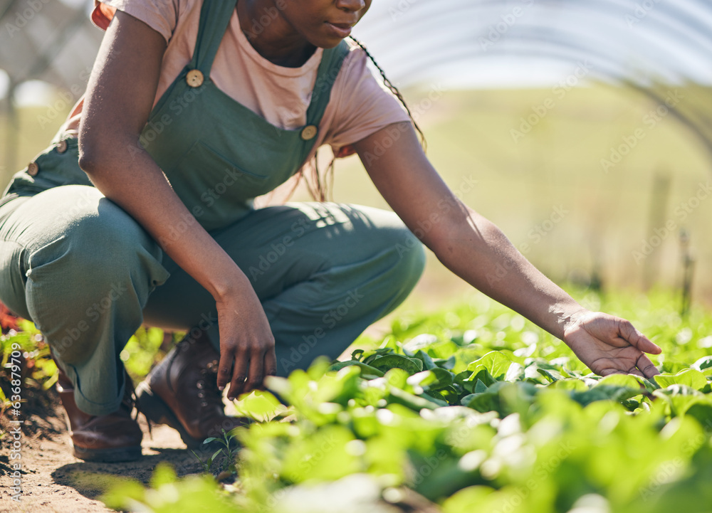 Person hands, farmer and greenhouse, vegetables or gardening for agriculture or farming business and