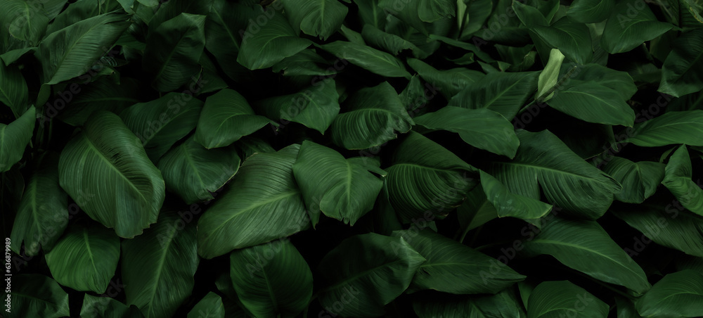 Dark green tropical leaf group background panoramic background concept of nature