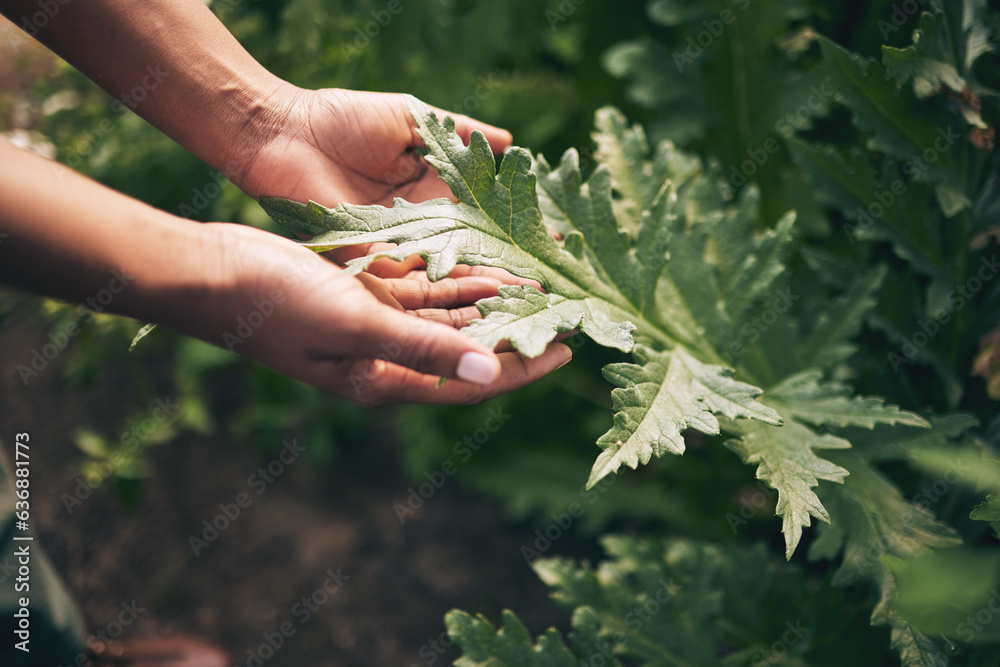 Plant, agriculture and leaf with hands of person for environment, sustainability and nature. Soil, f