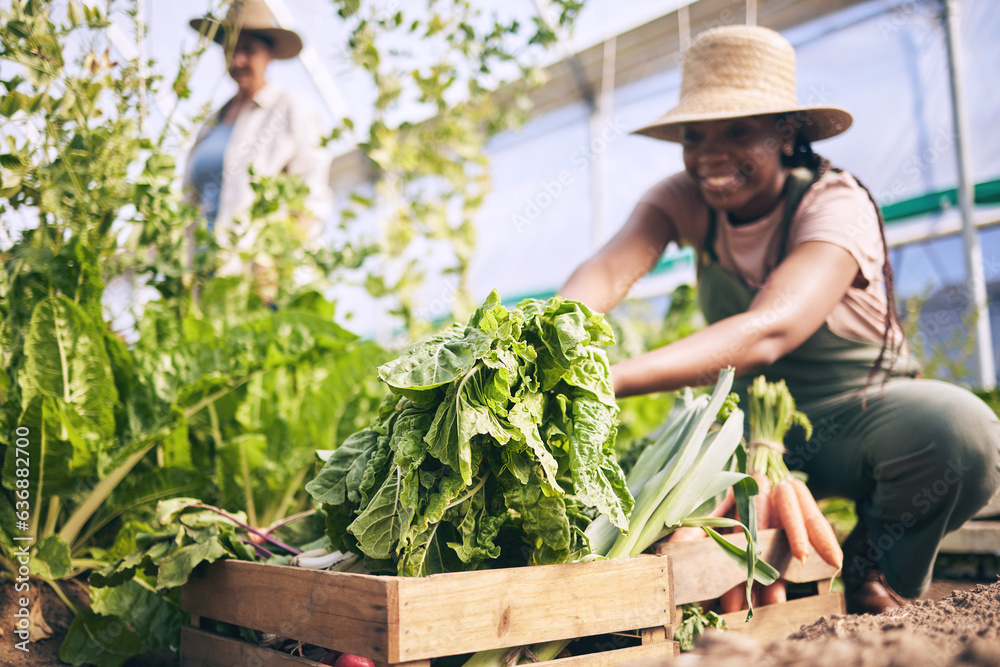 Spinach, vegetables in box and green, black woman farming and sustainability with harvest and agro b