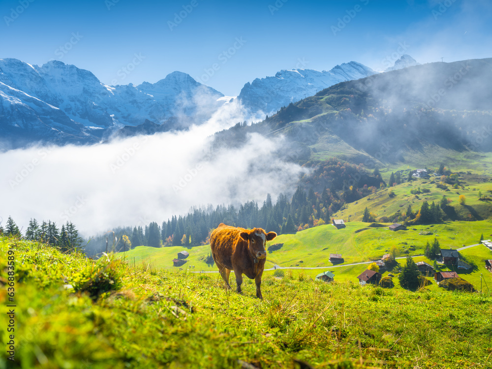 Typical Swiss landscape. A cow grazing in a meadow. View of a sunny valley with lush grass. A cow in