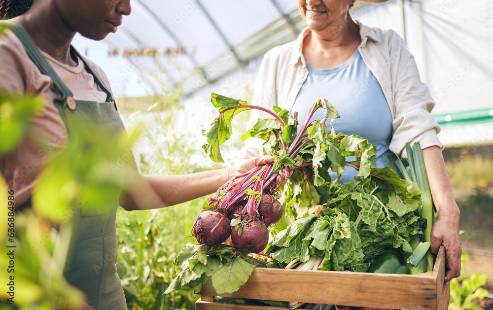 Food, agriculture and hands of people on farm for vegetables, teamwork and plant. Garden, health and