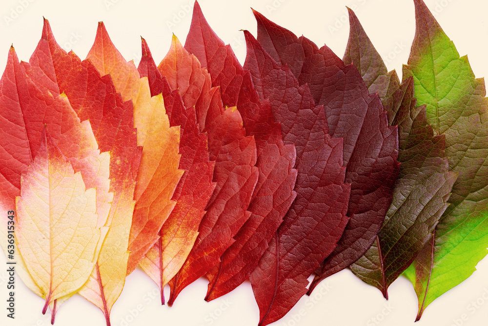 Macro photo of autumn red green yellow leaves as natural texture background. Gradient fall colors ae