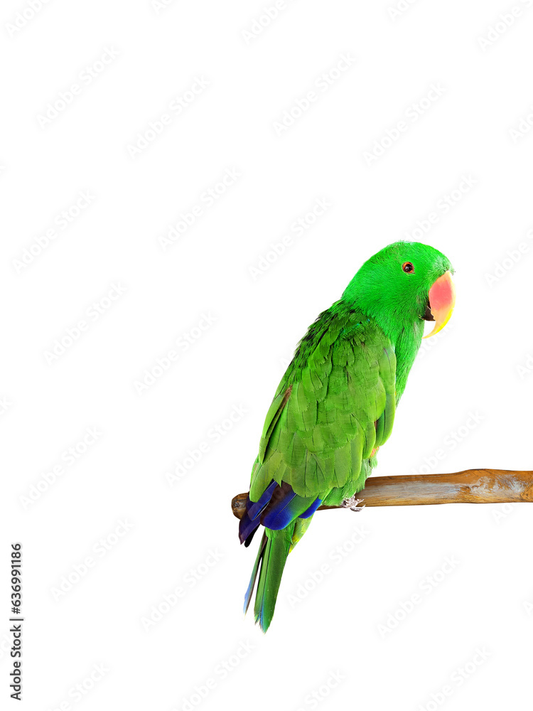 Beautiful green Electus parrot isolated on white