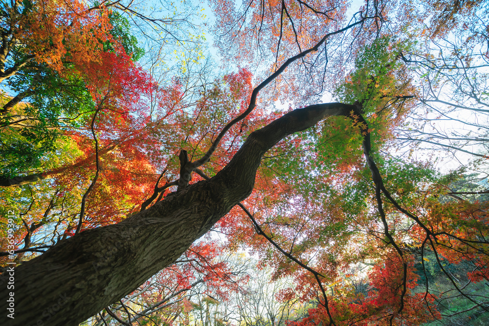 東京の庭園の紅葉と池