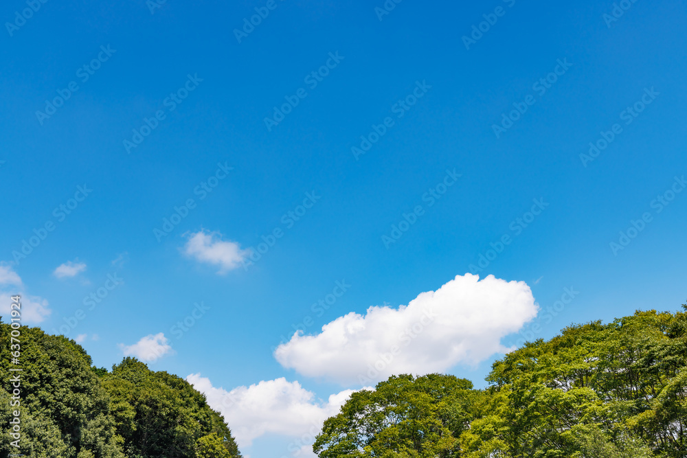 瑞々しい新緑と青空