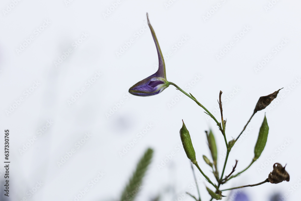 macro photo of Consolida regalis, known as forking larkspur, rocket-larkspur, and field larkspur