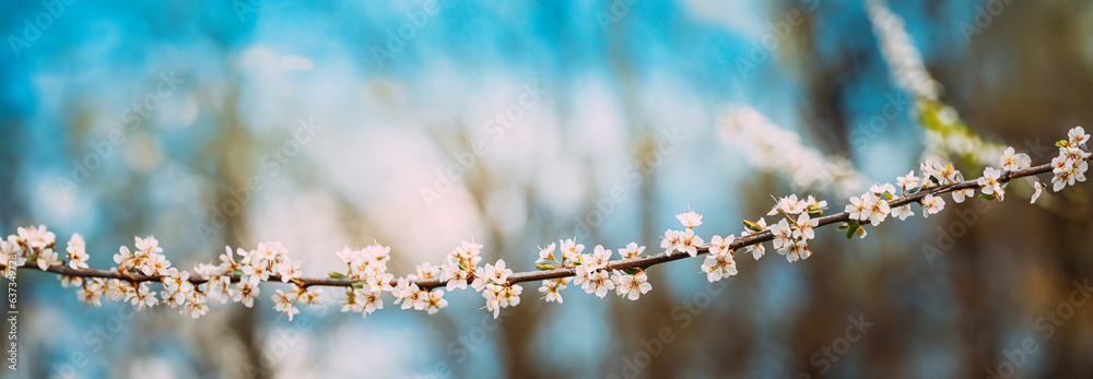 White Young Spring Flowers Growing In Branch Of Apple Tree. Vital Spring Theme. Buds Bloom On Branch