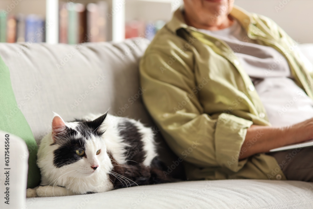 Cute cat with owner resting on sofa at home