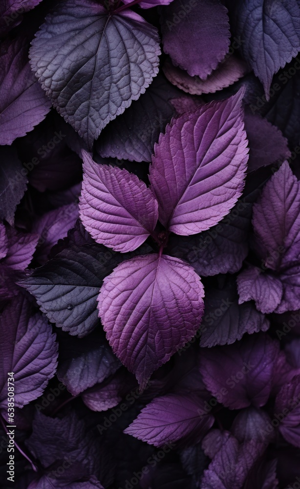 A dark background with many leaves in the foreground