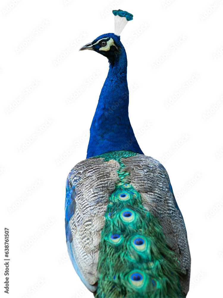 peacock isolated on white background