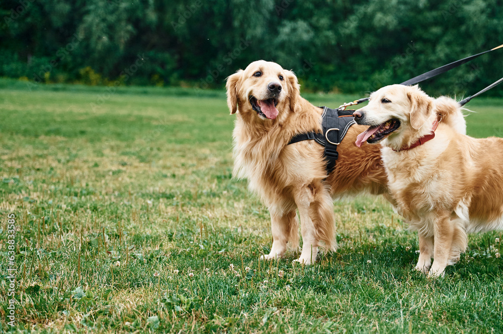 Two golden retrievers are standing outdoors on the green field