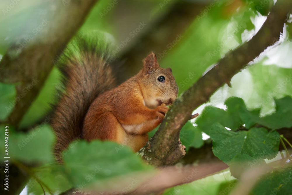 A cute squirrel is sitting on a branch and eating a nut