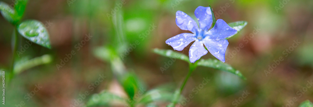 A subtle forest purple flower