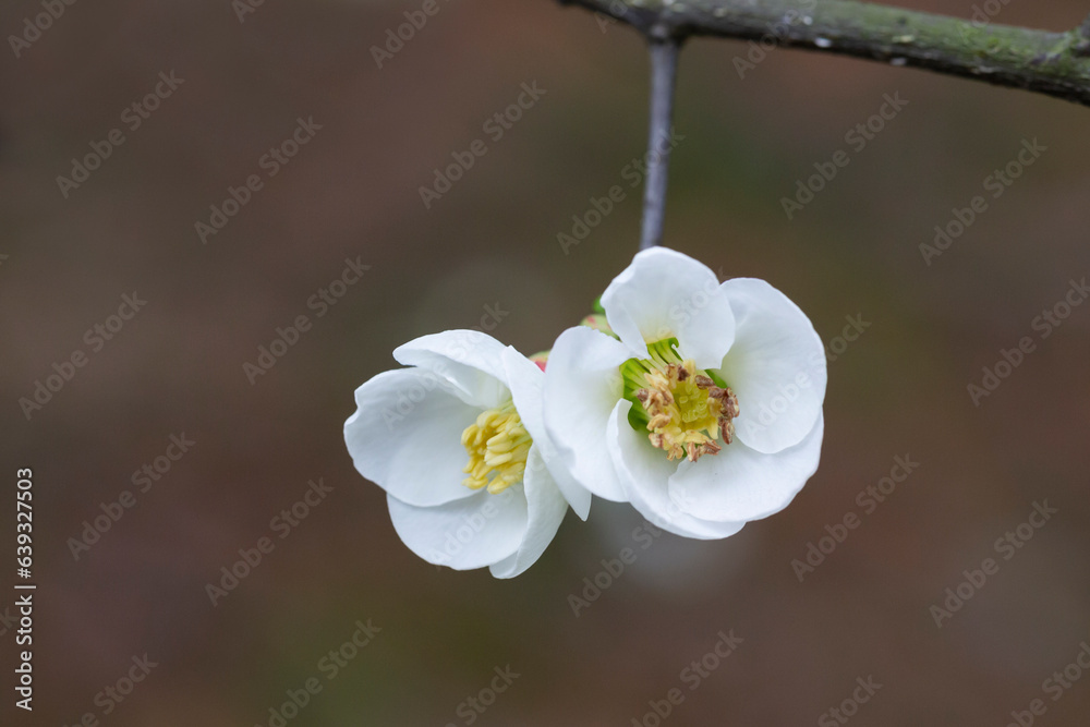 Close up White flowers of Japanese Quince. Floral spring background, selective focus