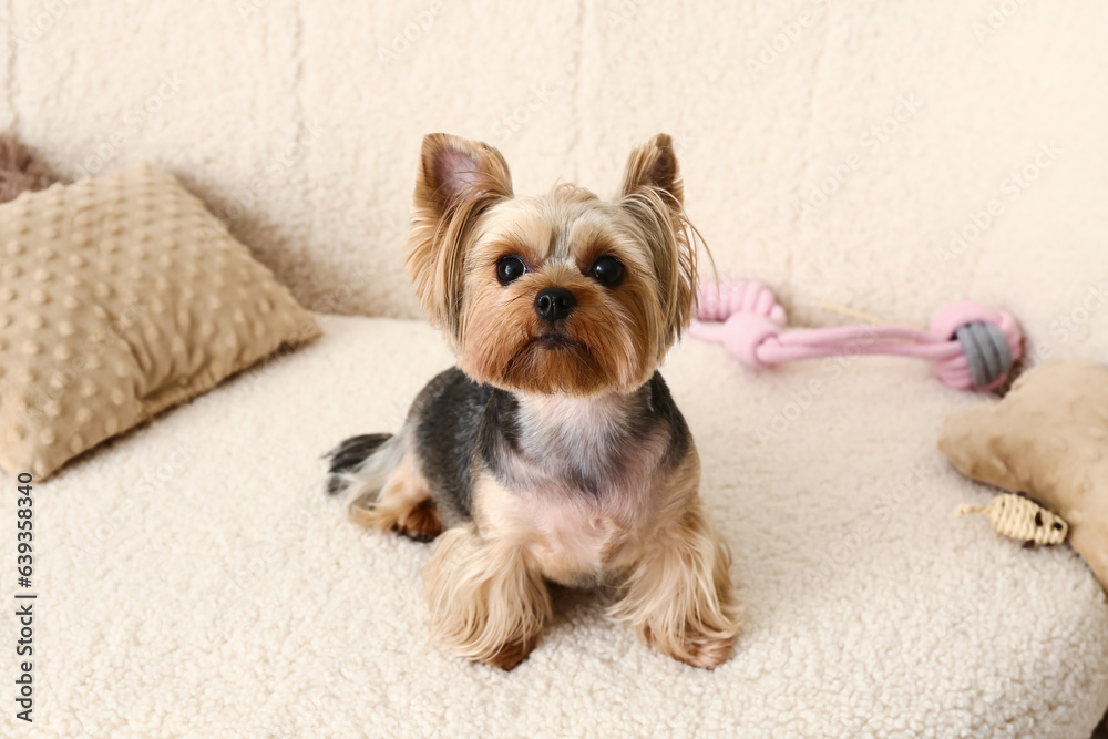 Cute small Yorkshire terrier dog sitting on sofa in living room