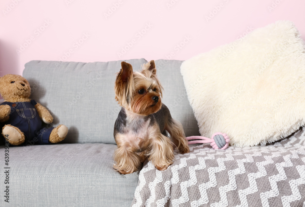 Cute small Yorkshire terrier dog sitting on sofa in living room