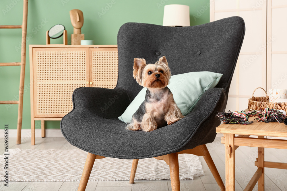 Cute small Yorkshire terrier dog sitting on armchair in living room