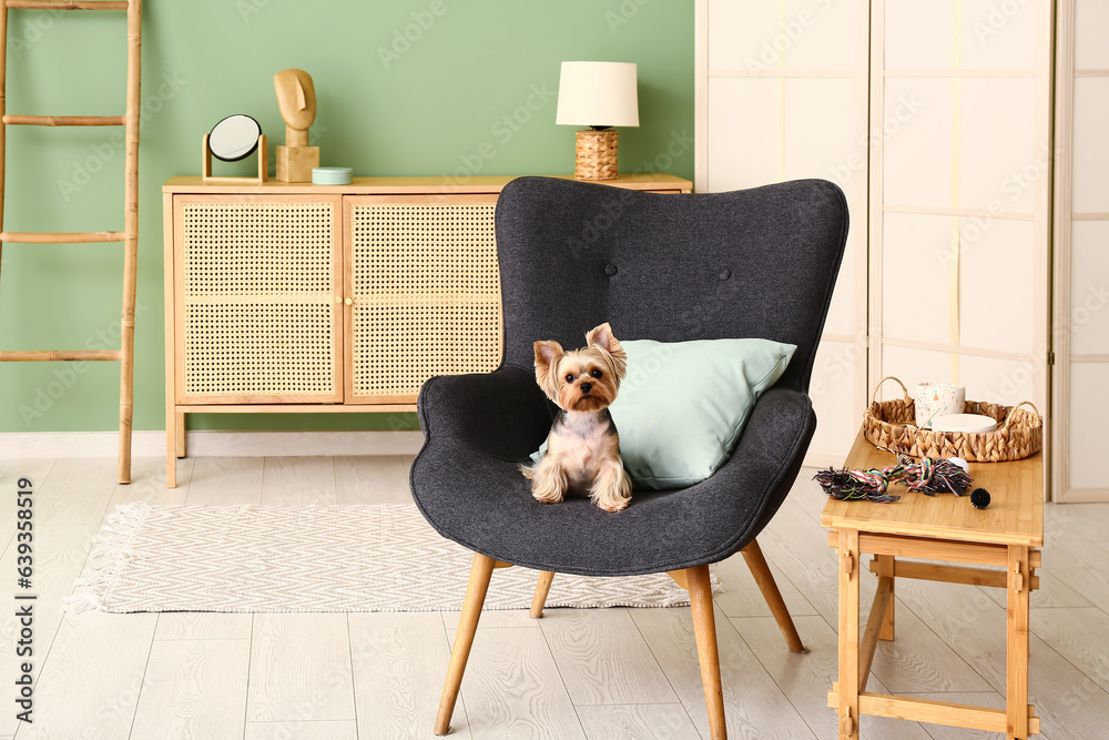 Cute small Yorkshire terrier dog sitting on armchair in living room