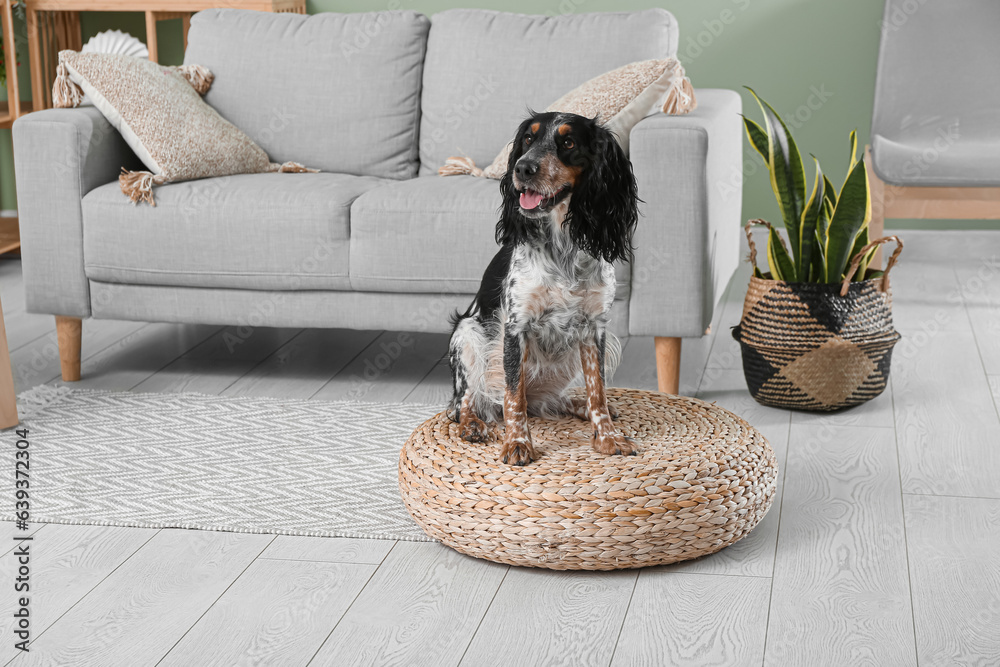 Cute cocker spaniel on rattan pouf in living room