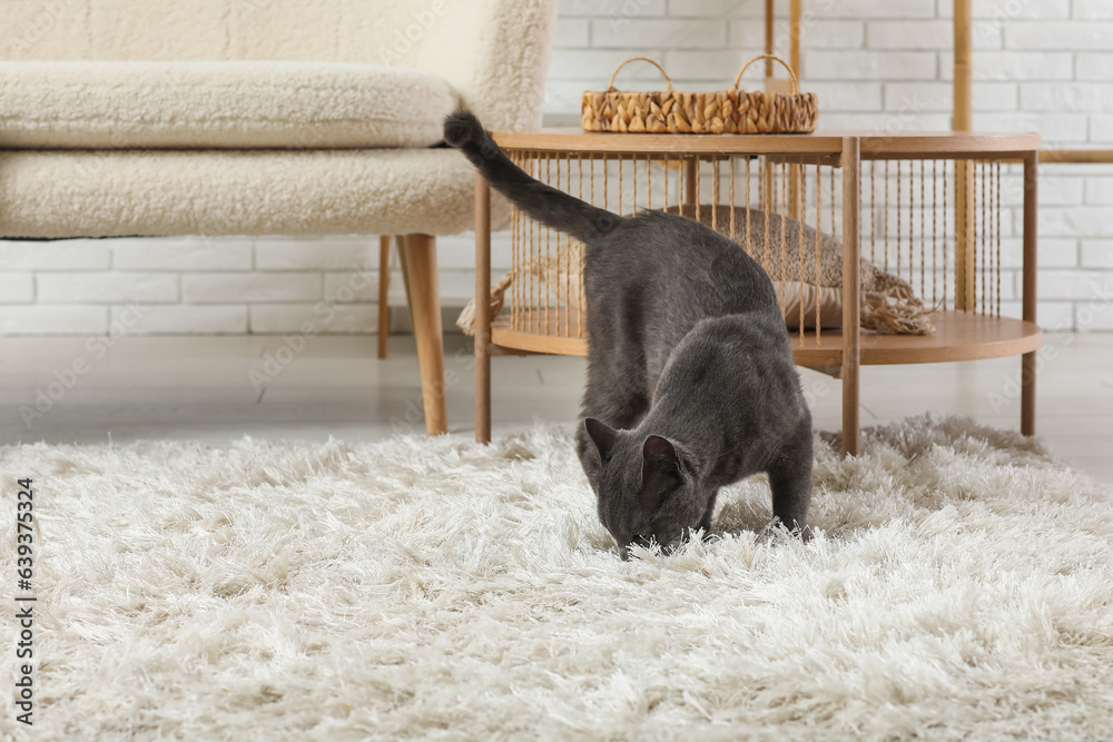 Cute British cat on carpet in living room at home