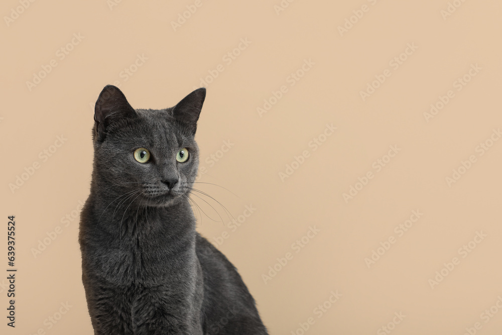 Cute British cat on beige background