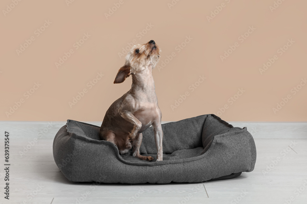 Cute small Yorkshire terrier dog in pet bed on floor near beige wall