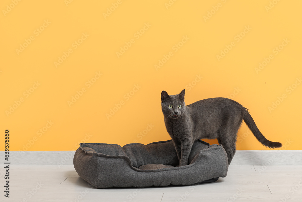 Cute British cat with pet bed on floor near yellow wall