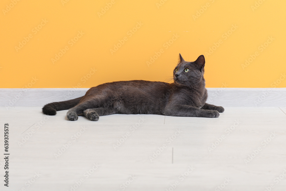 Cute British cat lying on floor near yellow wall