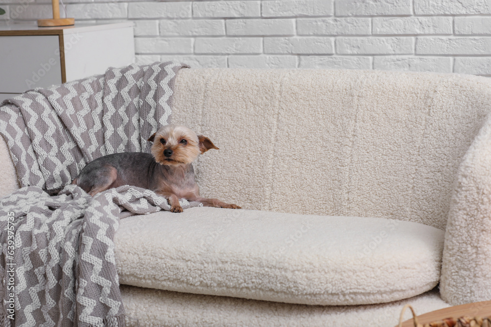 Cute small Yorkshire terrier dog lying on sofa at home