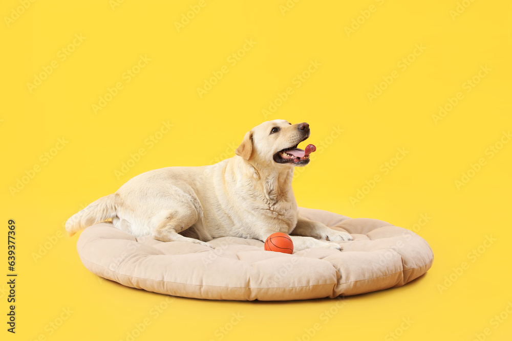 Cute Labrador dog with toy ball lying on pet bed against yellow background