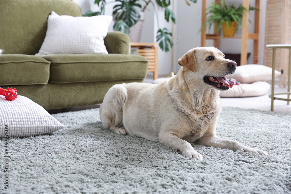 Cute Labrador dog with pet toy lying on carpet in living room