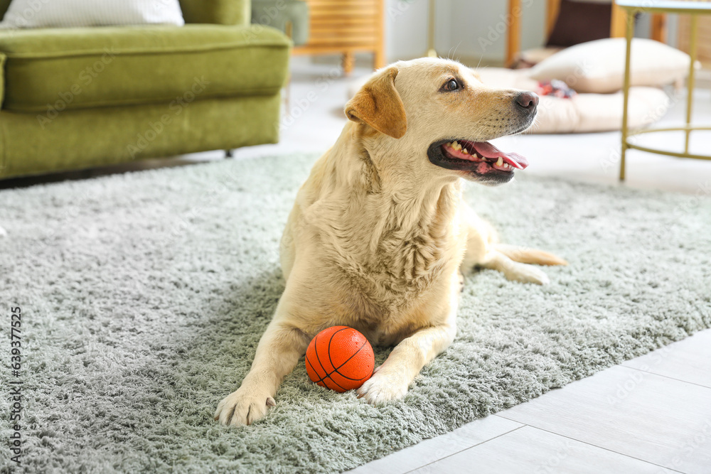 Cute Labrador dog lying on carpet in living room and playing with pet toy