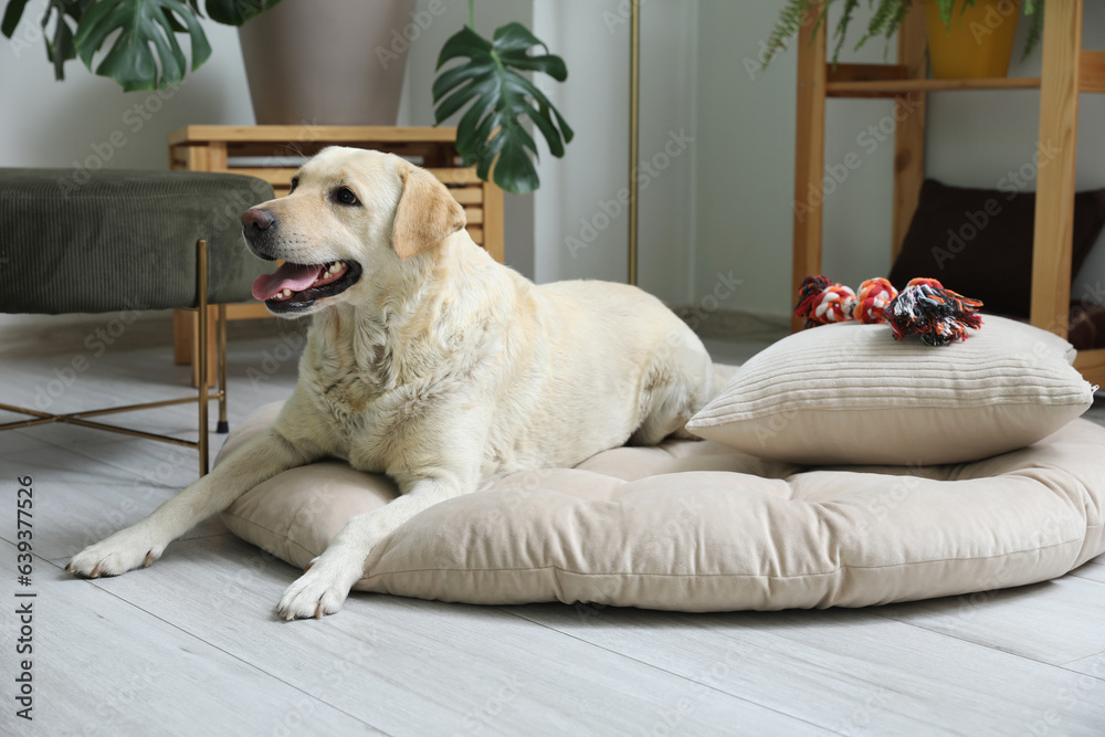 Cute Labrador dog with toy lying on pet bed in living room