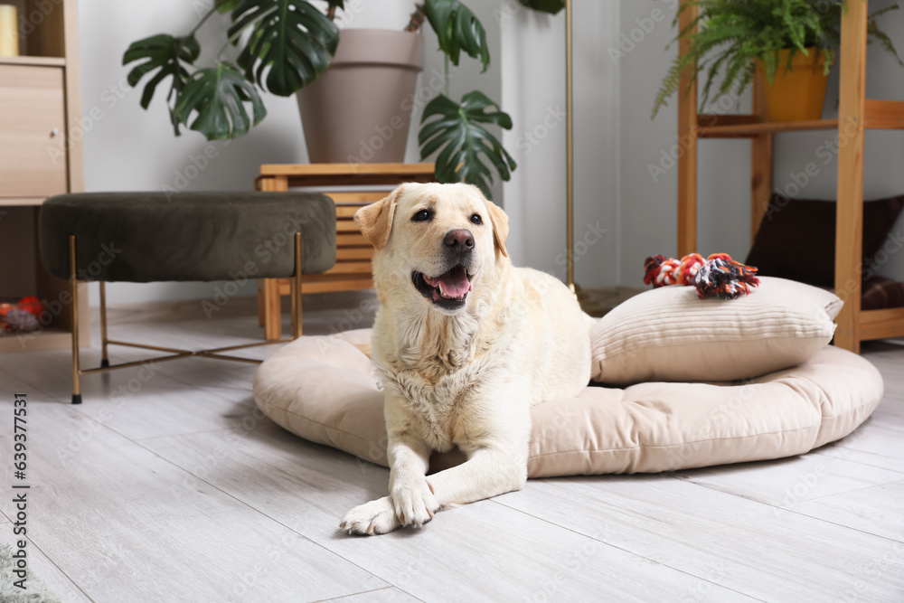 Cute Labrador dog with toy lying on pet bed in living room