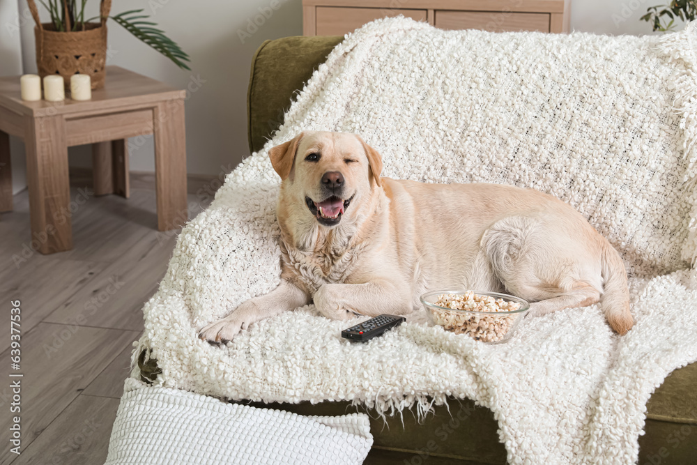 Cute Labrador dog with bucket of popcorn and TV remote lying on sofa in living room