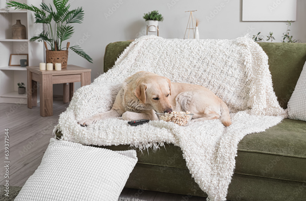 Cute Labrador dog with bucket of popcorn and TV remote lying on sofa in living room