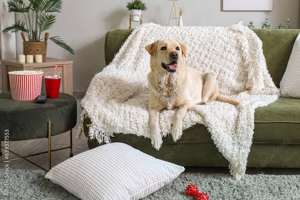 Cute Labrador dog with popcorn bucket, cup of soda and TV remote lying on sofa in living room