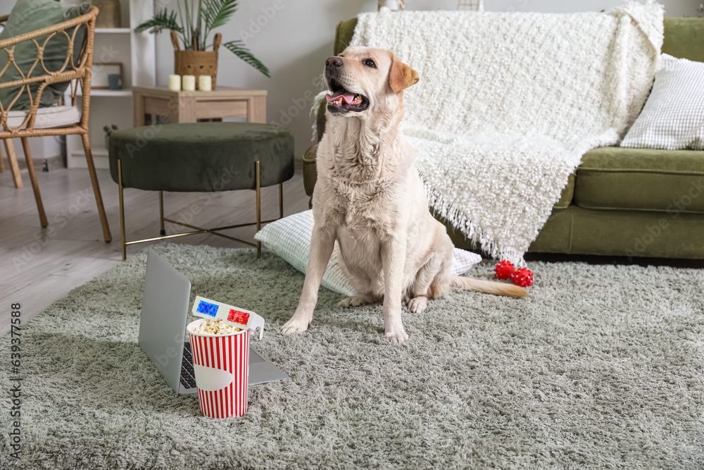 Cute Labrador dog with bucket of popcorn, laptop and 3D cinema glasses sitting on carpet in living r