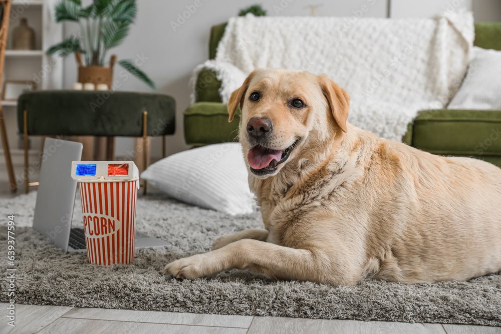 Cute Labrador dog with bucket of popcorn, laptop and 3D cinema glasses lying on carpet in living roo