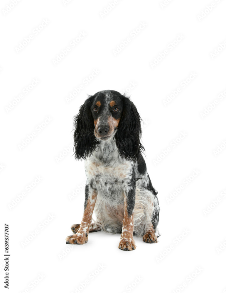 Cute cocker spaniel dog sitting on white background