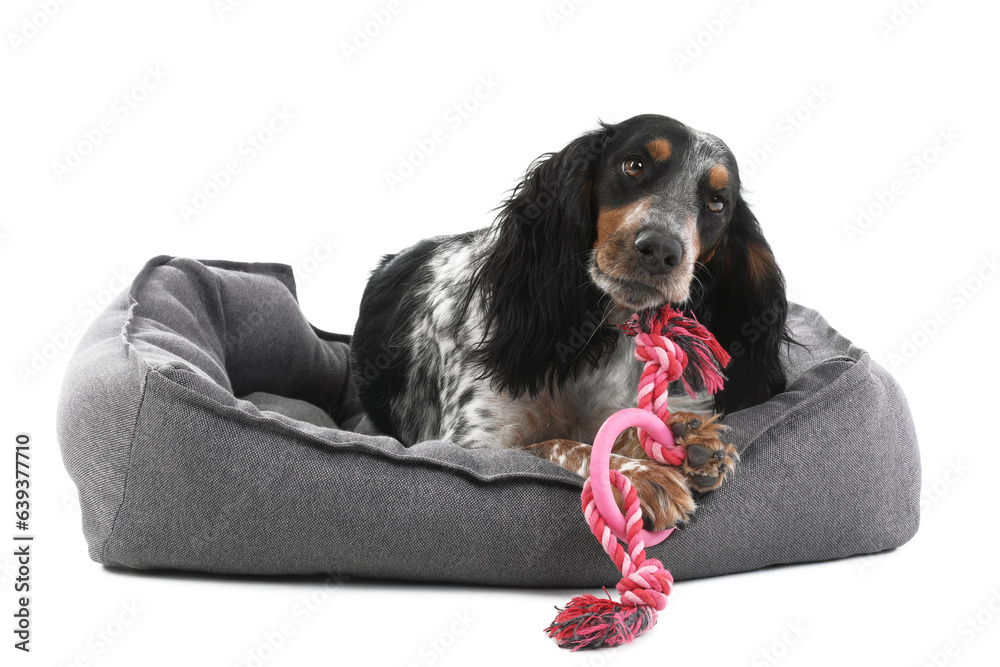 Cute cocker spaniel dog with toy lying in pet bed on white background