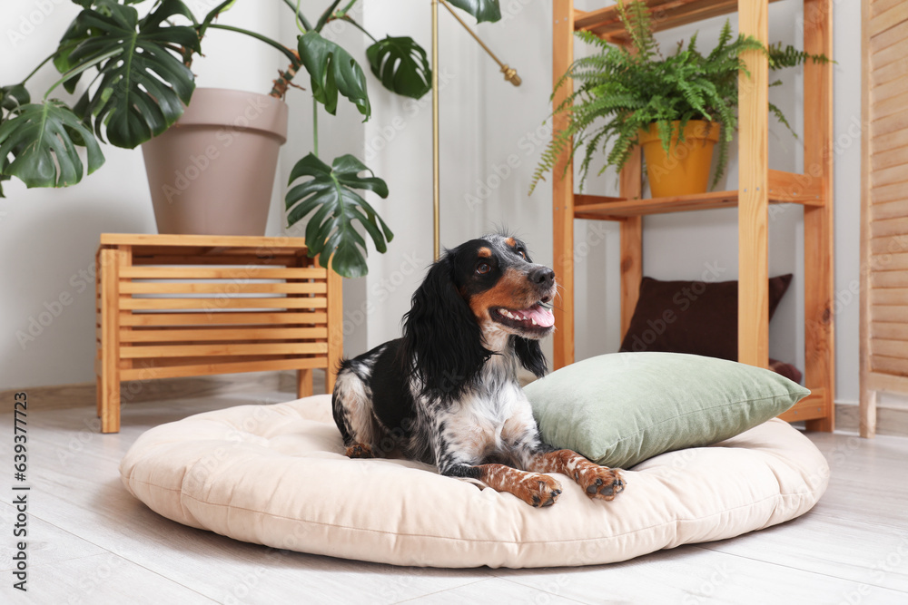 Cute cocker spaniel dog lying in pet bed at living room