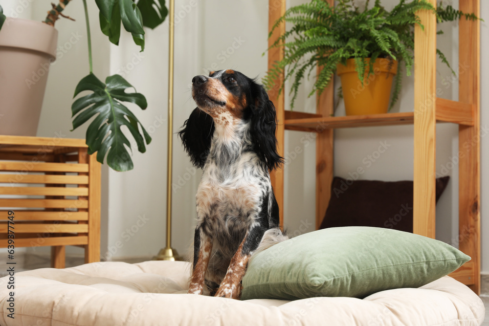 Cute cocker spaniel dog sitting in pet bed at living room