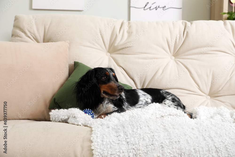 Cute cocker spaniel dog with pet toy lying on sofa in living room