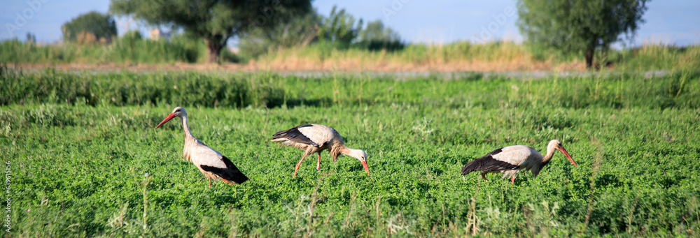 White stork looking for food