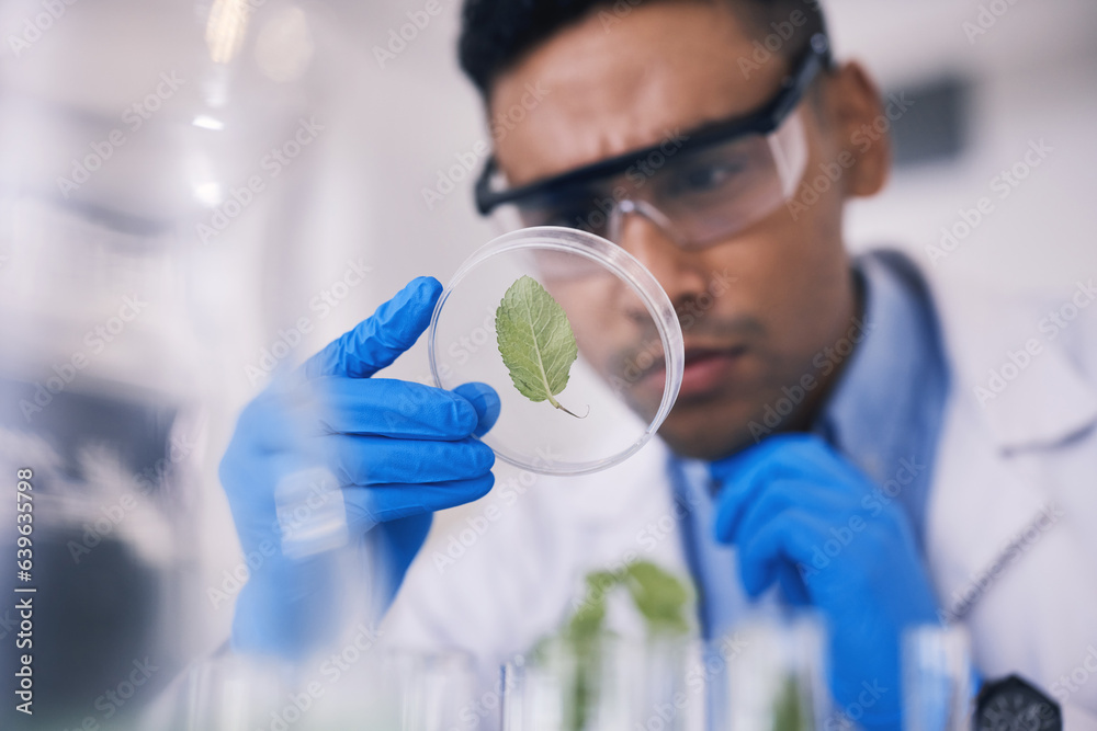 Scientist in laboratory, leaf in dish and research, thinking and focus on growth in natural medicine